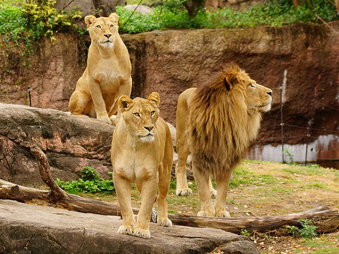 19 天王寺動物園の料金 割引を解説 500円でコアラに会える コンビニ前売り割引はある