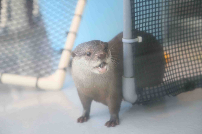 水族館 うみたまごの割引クーポンまとめ 大分県の最新スポットを安い料金で楽しもう