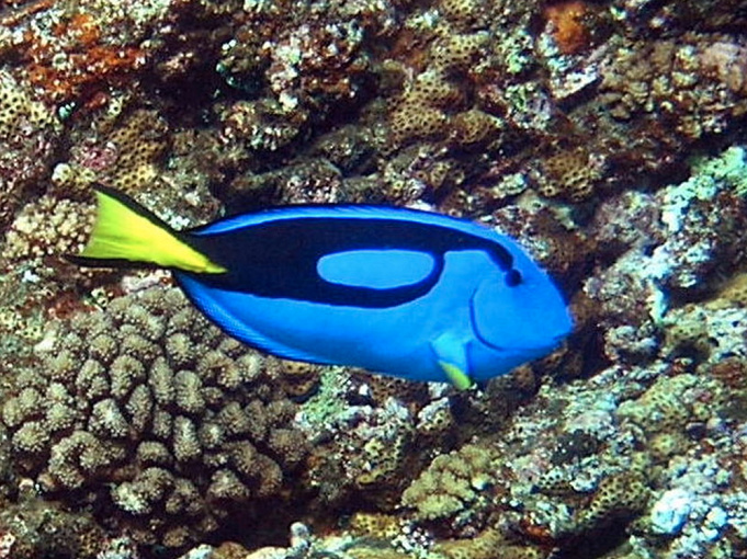 必見 ファインディング ニモのドリー 性格や魚の種類は パークのアトラクション フード情報も 必見 ファインディング ニモのドリー 性格や魚の種類は パークのアトラクション フード情報も