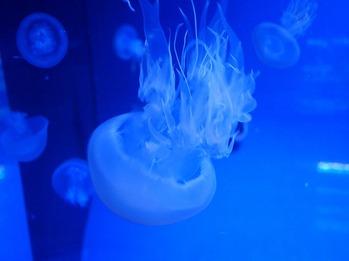 最新 すみだ水族館が7 6にリニューアル クラゲエリアが2倍になり 飼育の様子も観察できる