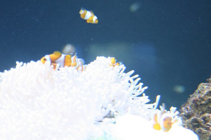 ママ必見 子供におすすめのディズニー映画6選 トイ ストーリーやベイマックスなどが人気