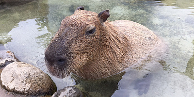 【2023】那須どうぶつ王国のクーポン情報まとめ!割引やクーポンを使ってお得に楽しもう