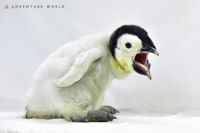 アドベンチャーワールドのペンギンを解説 全8種類の種類 人気のイベント お土産情報も
