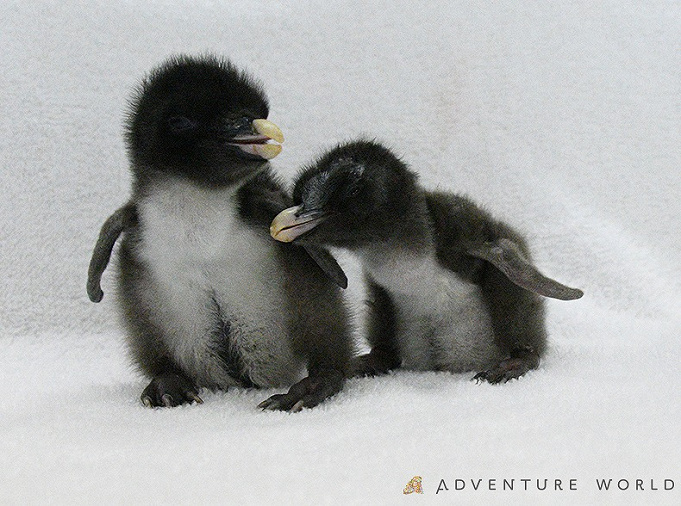 アドベンチャーワールドのペンギンを解説 全8種類の種類 人気のイベント お土産情報も