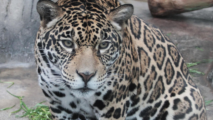 21 天王寺動物園のナイトズーとは 次回開催はいつ 料金や見どころ 過去の開催内容を解説
