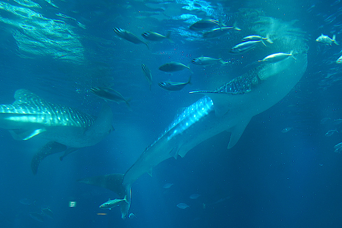 海遊館のジンベイザメを解説 人気者2頭の名前やプロフィール 見どころ グッズを紹介