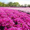 【秩父】芝桜の見頃は4月下旬がピーク!2020年の開催期間、混雑状況、アクセスも!