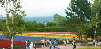 【最新】北海道旅行のおすすめ観光スポット12選！富良野・美瑛・函館の名所を巡ろう