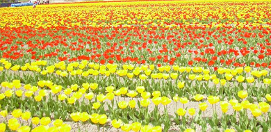 【北海道】観光におすすめの花畑13選！ラベンダー、ひまわり、バラが咲く英国ガーデンも