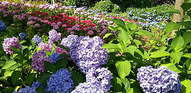 【京都】初夏に楽しみたい紫陽花の名所11選！6〜7月はあじさいが美しい京都に行こう♪