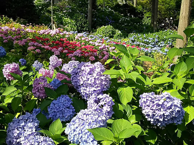 京都 初夏に楽しみたい紫陽花の名所11選 6 7月はあじさい