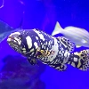 新江ノ島水族館（えのすい）割引チケットはAsoview&EPARKがお得！購入方法やエポス・JAF割引も！