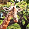 キャステル 【北海道】子供に人気のおすすめ動物園8選！体験型や野生のクマに会えるスポットが満載