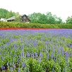 キャステル 【北海道】ラベンダー畑おすすめ7選！見頃の時期はいつ？大仏・湖畔・街コラボが話題に！