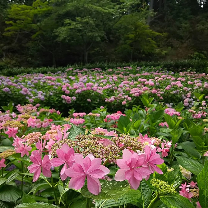 キレイな紫陽花が見られる場所は京都市外にもあります！