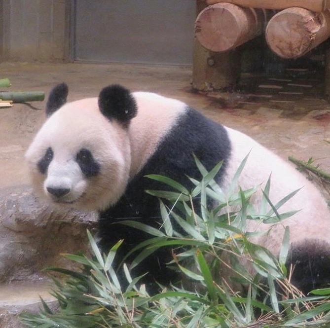 上野動物園