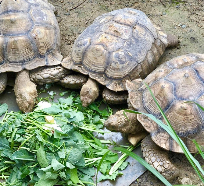 ケヅメリクガメ