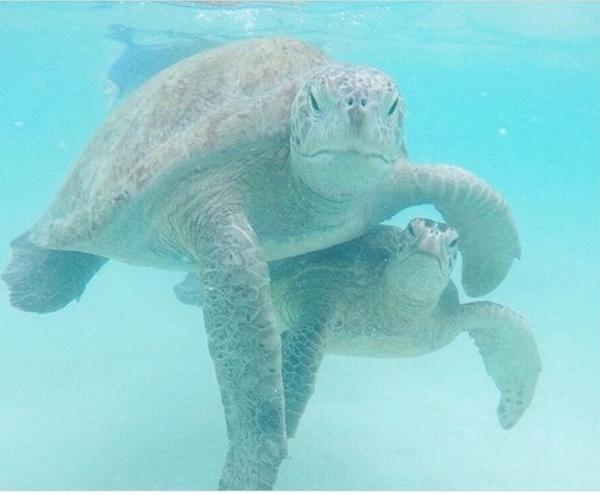 ウミガメ夫婦