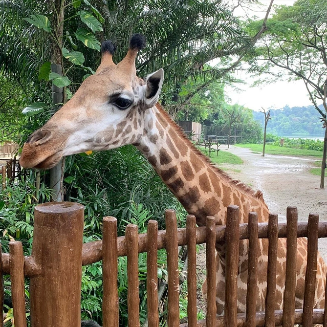 キリンに餌やり