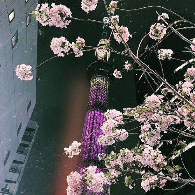 春の東京スカイツリー