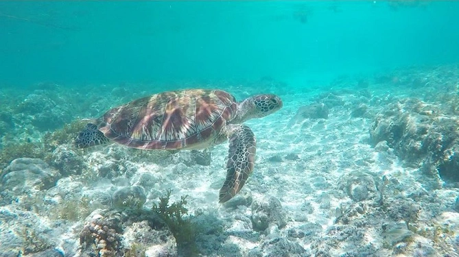 ウミガメ
