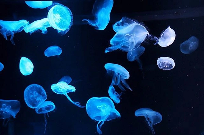 京都水族館のクラゲ