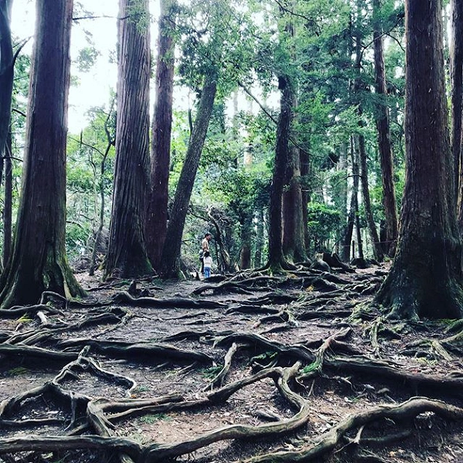 木の根道