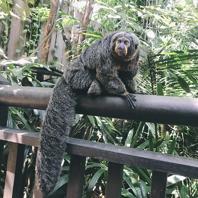 身近で動物が見られるシンガポール動物園