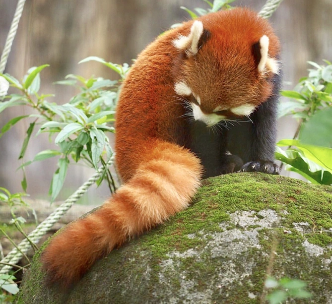 レッサーパンダ