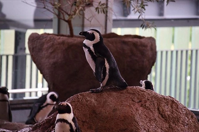 ペンギンもいる京都水族館