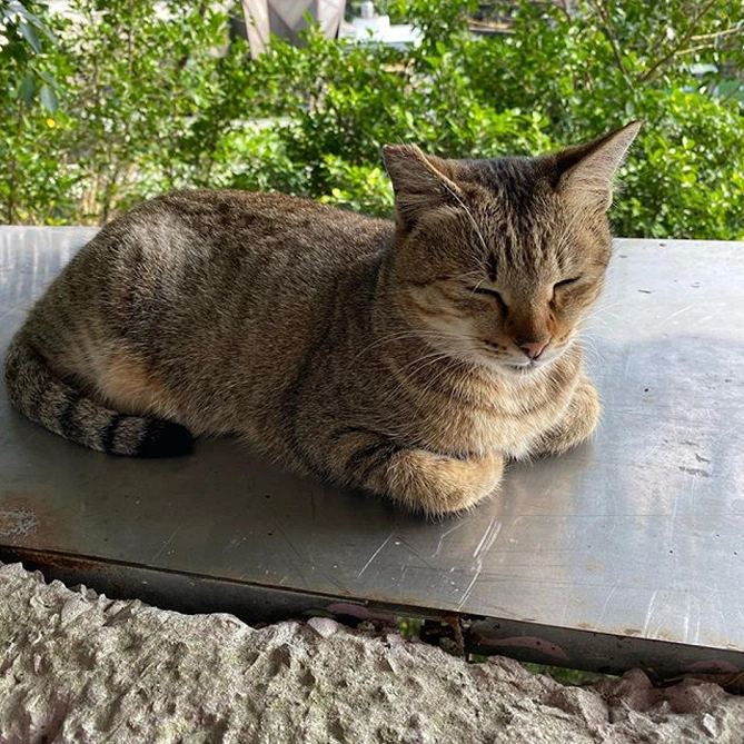 猫村の猫