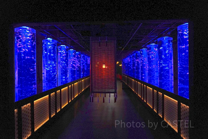 アートアクアリウム美術館 GINZA：金魚の回廊