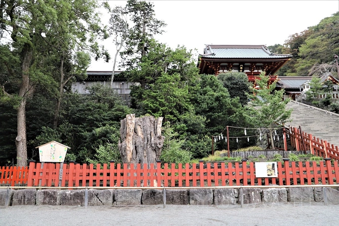 大銀杏