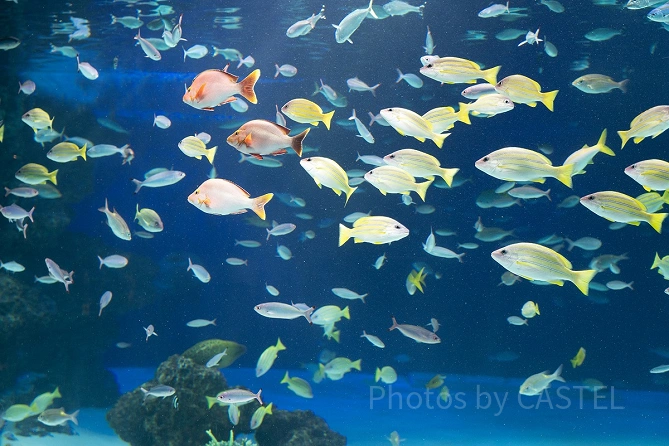 池袋のサンシャイン水族館