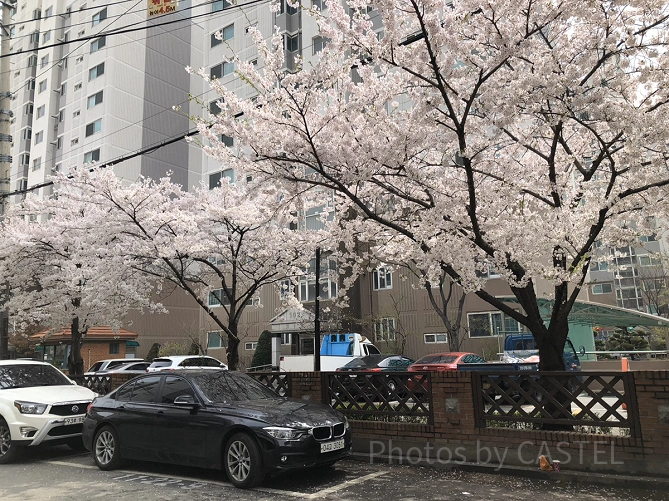 4月上旬のソウル市内の桜