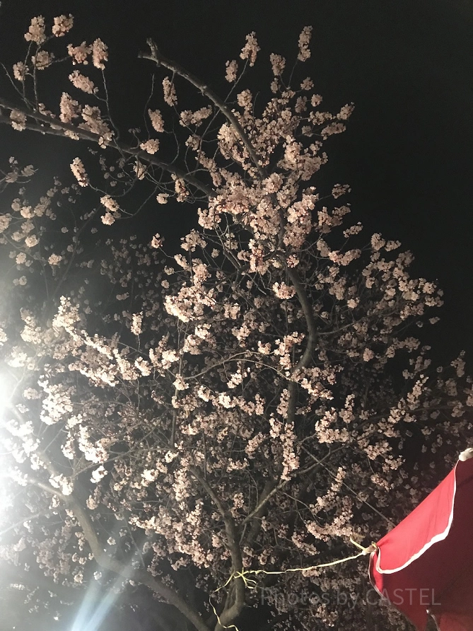 ソウルの春