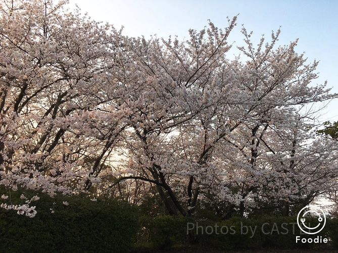 桜