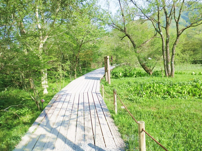 箱根湿生花園