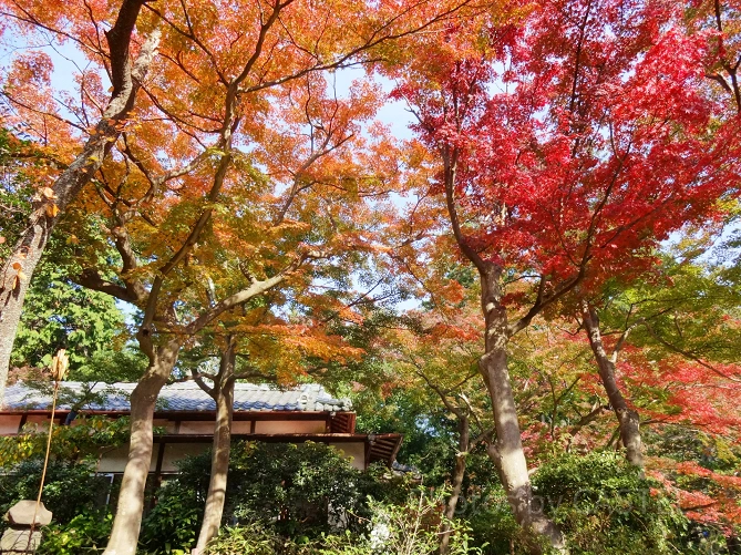 旧朝倉家住宅