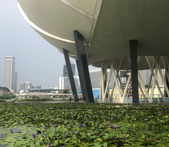 ミュージアム周辺には蓮の花が植えられている