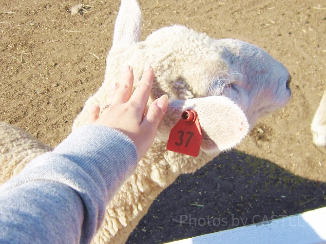 かわいい動物たちと触れ合えるキャンプ
