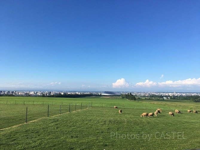 北海道の羊