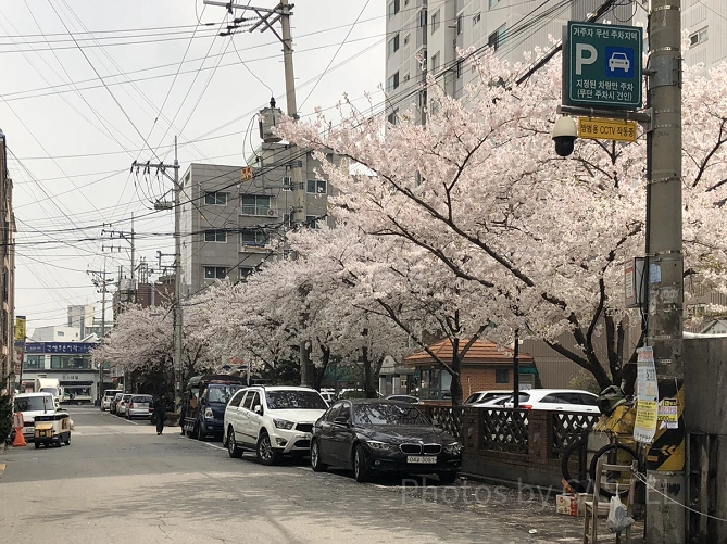 ソウル市内の桜並木