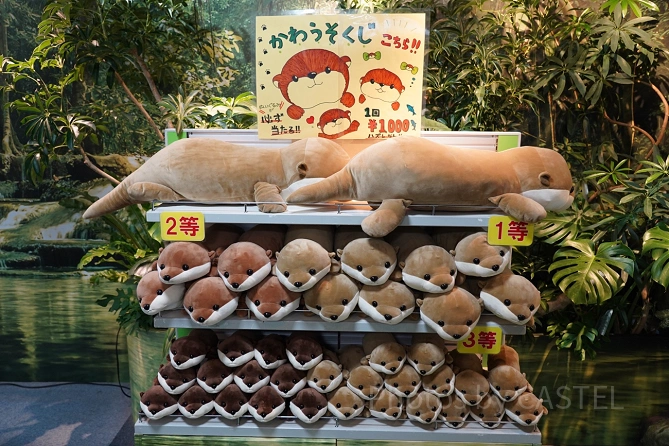 新江ノ島水族館（えのすい）お土産：かわうそくじ