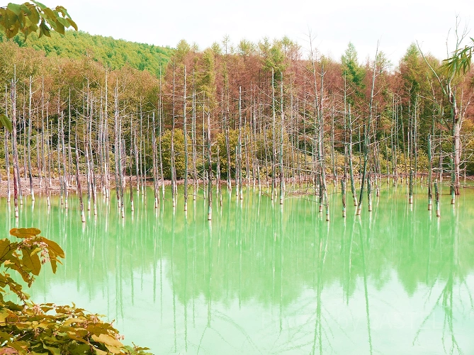 秋の青い池