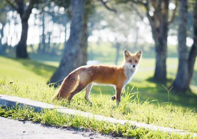 野生のキタキツネ