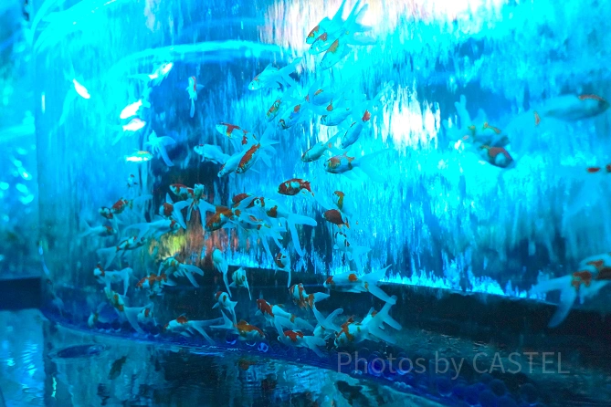 アートアクアリウム美術館 GINZA：金魚の滝