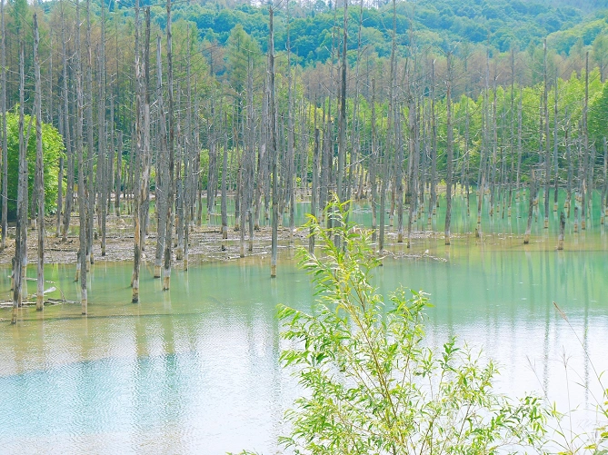 青い池