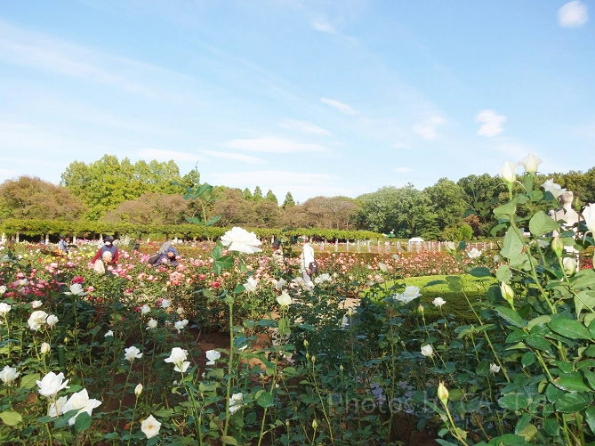 都立神代植物公園のバラ園
