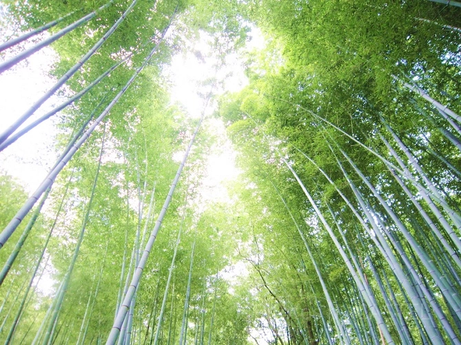報国寺の竹林